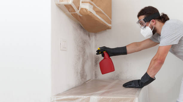 Professional Attic Mold Removal technician working in Hudson, IL