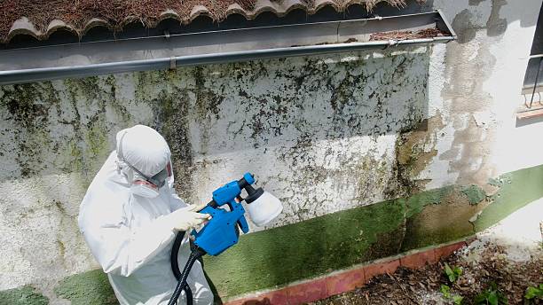 Trusted Attic Mold Removal service in Hudson, IL - Cheap Mold Removal